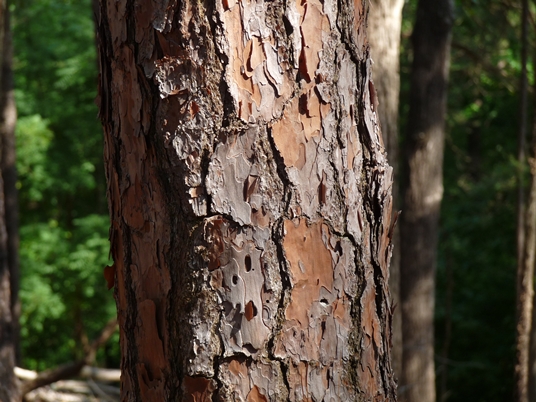 {Pinus palustris}